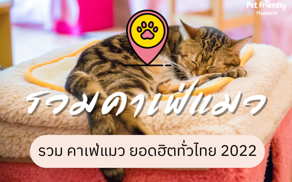 รวม คาเฟ่แมว ยอดฮิตทั่วไทย 2022