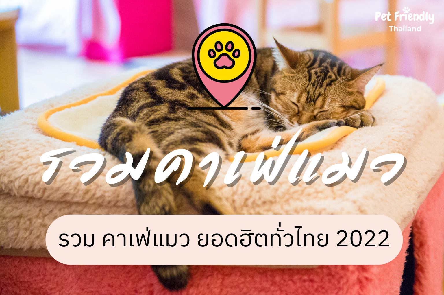 รวม คาเฟ่แมว ยอดฮิตทั่วไทย 2022