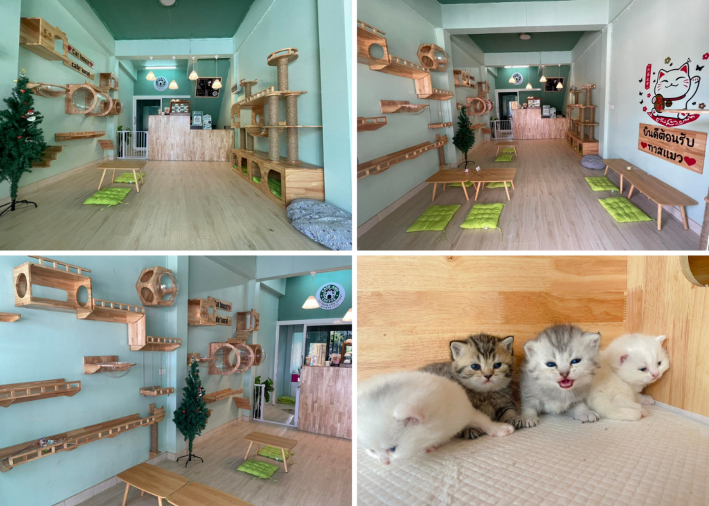 แคท เฮาท์ คาเฟ่ โคราช (Cat house cafe’korat คาเฟ่แมว)