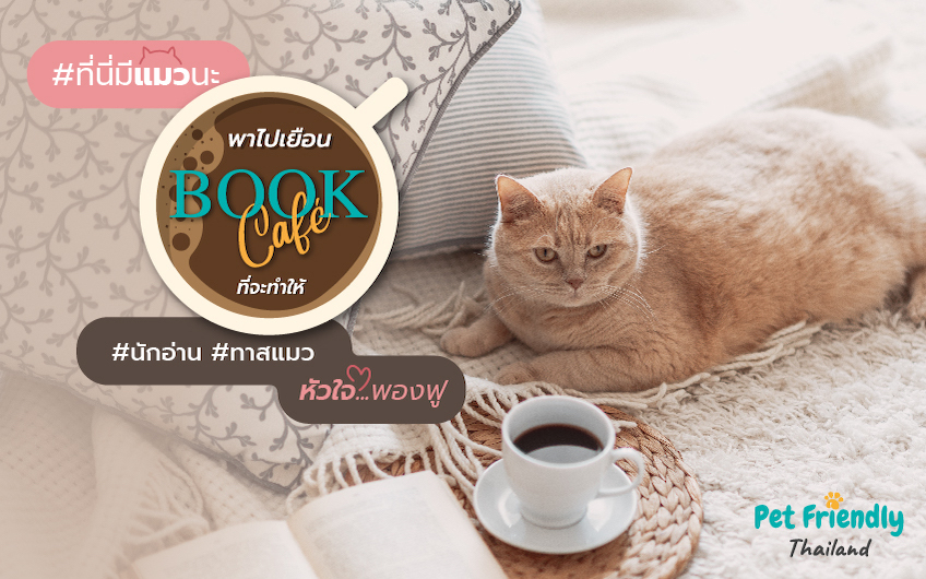 ฺฺBook cafe ith cat